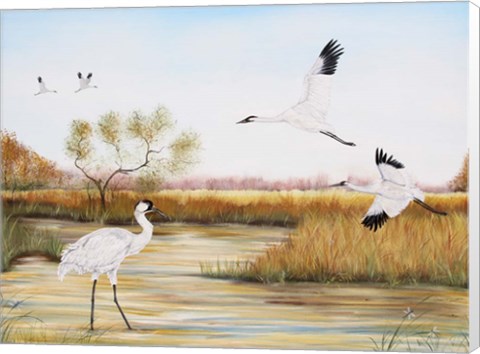 Framed Whooping Cranes - A Print