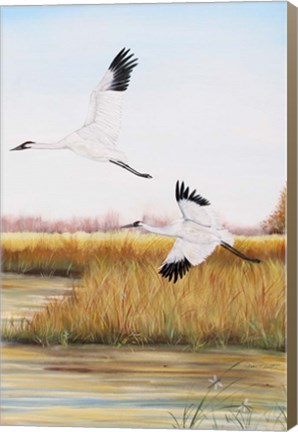 Framed Whooping Cranes - C Print