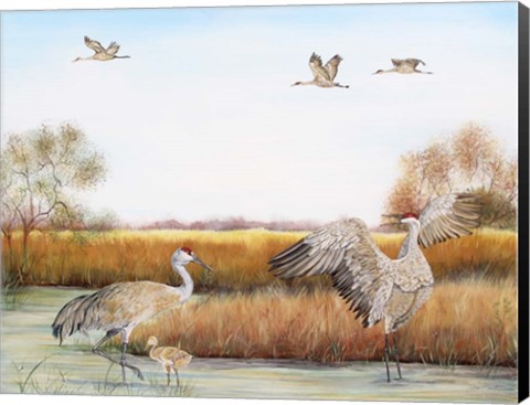 Framed Sandhill Cranes - A Print