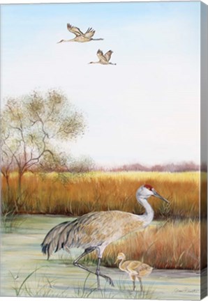 Framed Sandhill Cranes - B Print