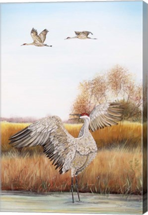 Framed Sandhill Cranes - C Print