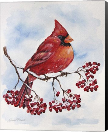 Framed Cardinal And Winter Berries - A Print