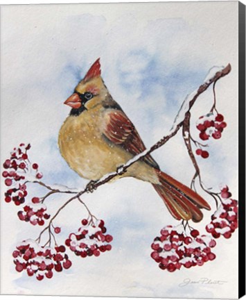 Framed Cardinal And Winter Berries - B Print