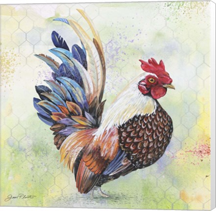 Framed Watercolor Rooster - A Print