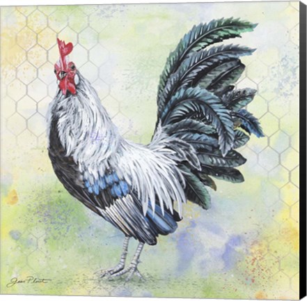 Framed Watercolor Rooster - C Print