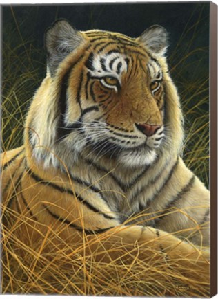 Framed Sumatran Tiger Print