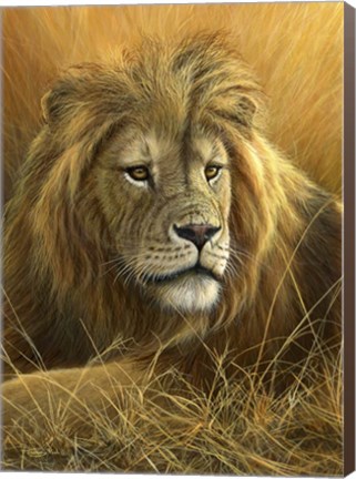 Framed Evening Glow  Lion Print