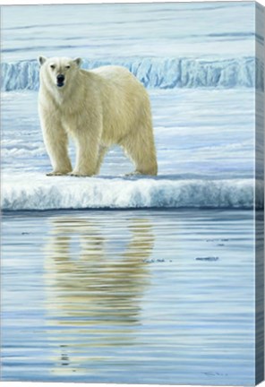 Framed Curious Bear Photo Print