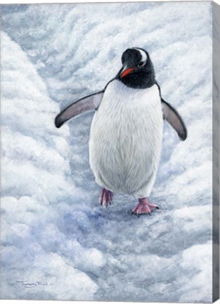 Framed Gentoo Penguin Print