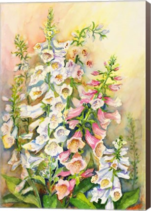 Framed Foxglove in a Garden Print