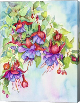 Framed Fuchsias Print