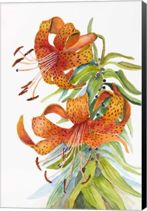 Framed Tigar Lilies Print