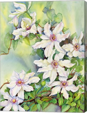 Framed White Clematis Print