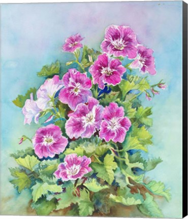 Framed Hot Pink Blush Geraniums Print