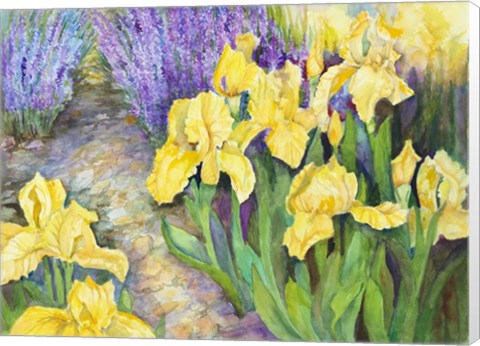 Framed Iris in a Rock Garden Print