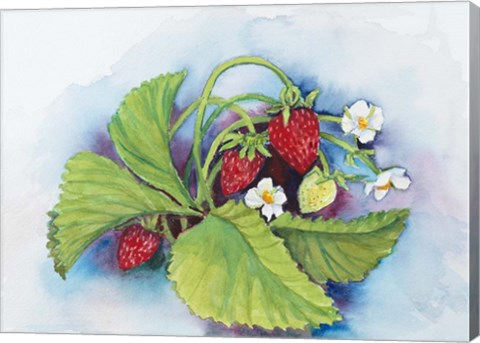 Framed Strawberry Patch - E. Sample Berries Print