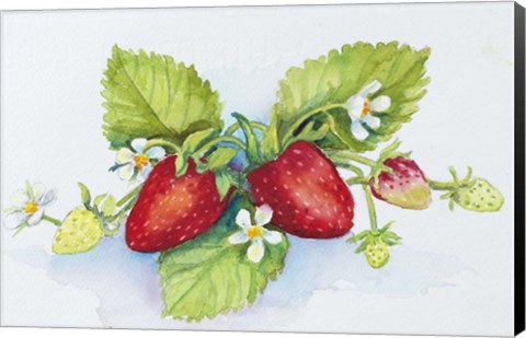 Framed Strawberry Patch - F. Berry Border Print