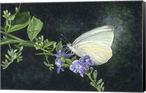 Framed Great Southern White Print