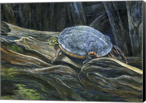 Framed Hard Top Print