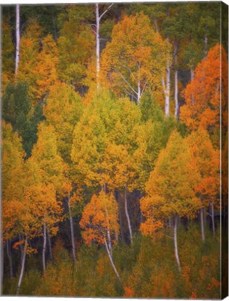 Framed Autumn Trees Print