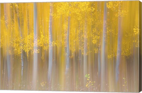 Framed Changing Seasons Print