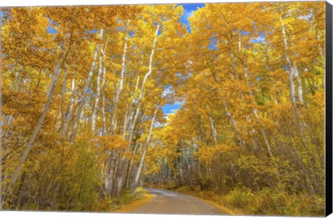 Framed Colors of Fall Print