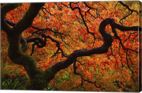 Framed Fall Chaos copy Print