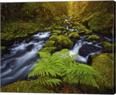 Framed Gorton Creek Fern Print