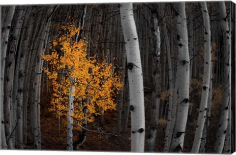Framed Light of the Forest Print