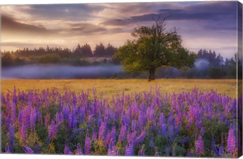 Framed Lupine Sunrise Print