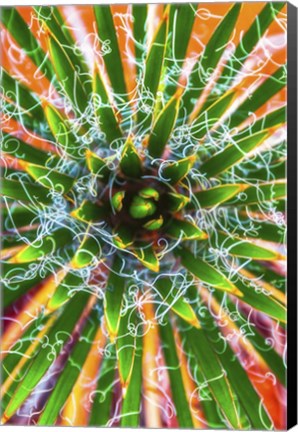 Framed Yucca Sunrise Print