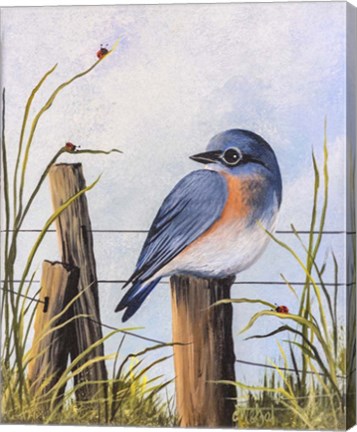 Framed Bluebird Print