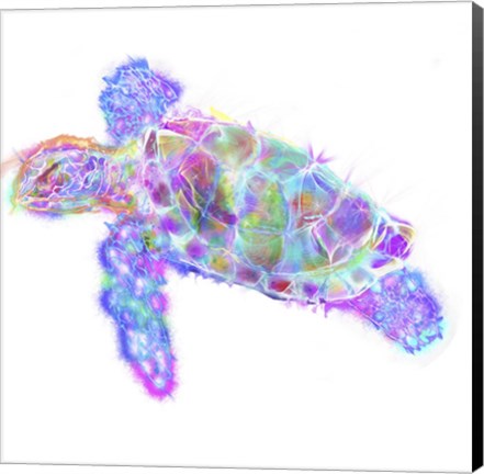 Framed Turtle 11 Print