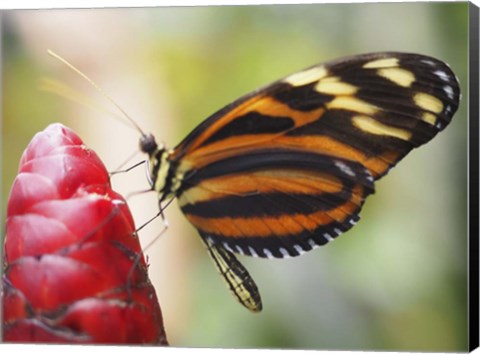 Framed Butterfly 1 Print