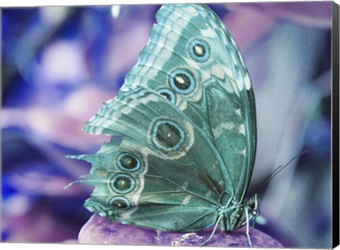 Framed Butterfly 2 Print