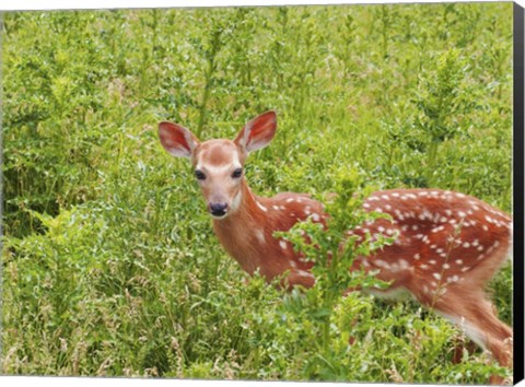 Framed Deer Print
