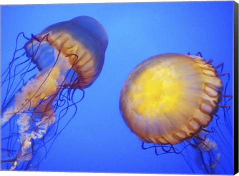 Framed Jellyfish Print