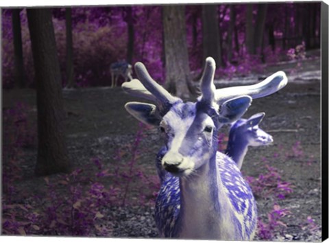 Framed Purple Deer Print