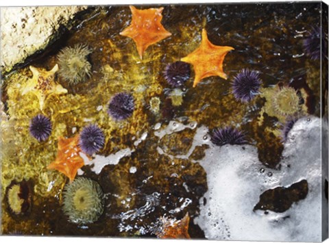 Framed Starfish Print