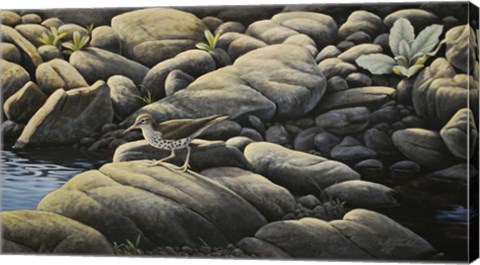 Framed Along The Creek - Spotted Sandpiper Print