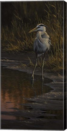 Framed Walking The Edge - Great Blue Heron Print