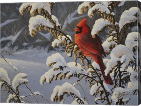 Framed Winter Cardinal Print