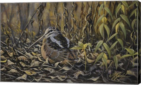 Framed Woodcock Print