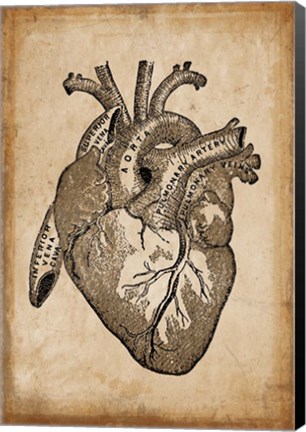 Framed Anatomy 8 Print