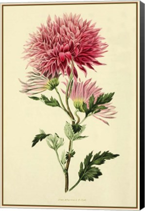 Framed Dahlia Print