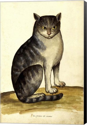Framed Felis Syriacus Ulisse Aldrovani (1522 -1605) Print