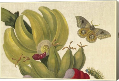 Framed Maria Sibylla Merian 1 Print