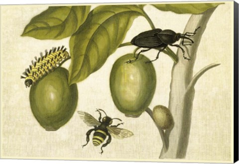 Framed Maria Sibylla Merian 2 Print