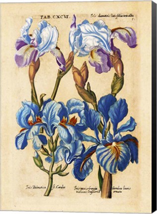 Framed Matthaeus Merian Bearded Iris-Early16s Print