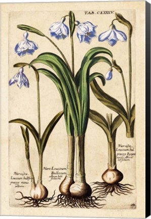 Framed Matthaeus Merian Narcissus-Early16s Print